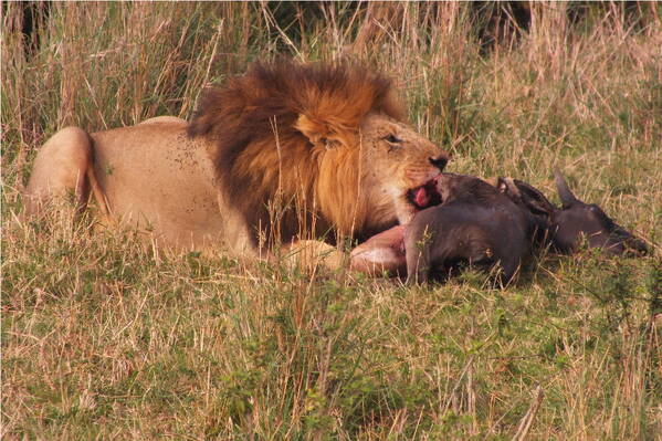 photographer Bitten by the Bug wildlife  photo