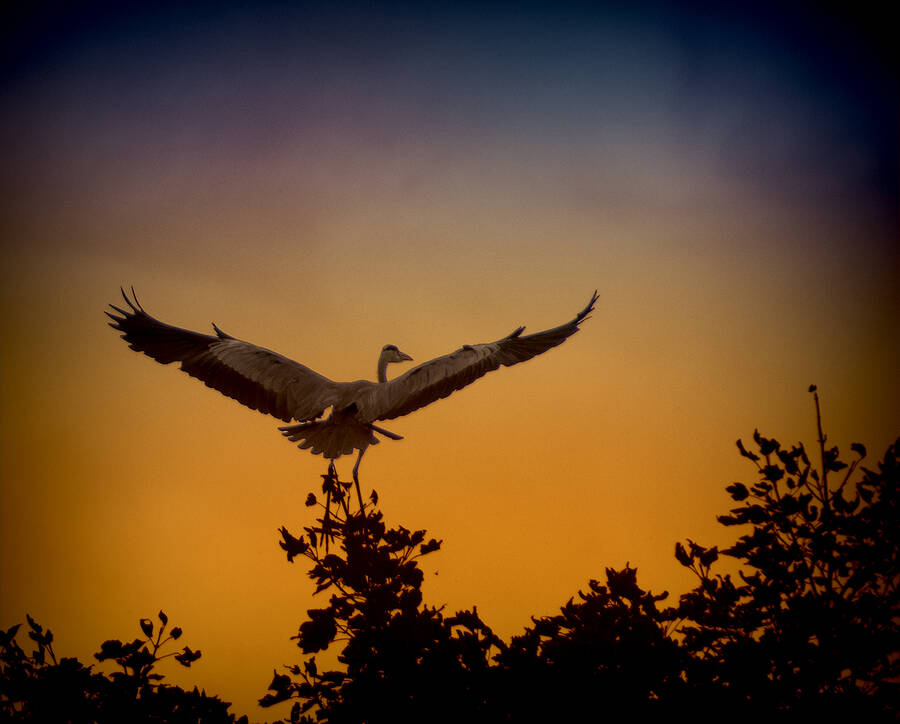 photographer clicks2pics wildlife modelling photo