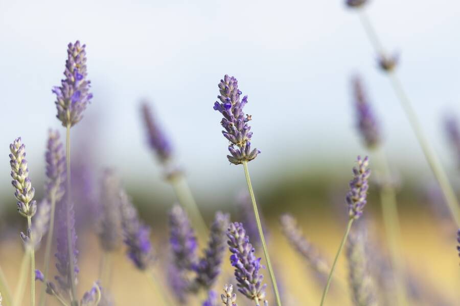 photographer The Opportunist uncategorized  photo