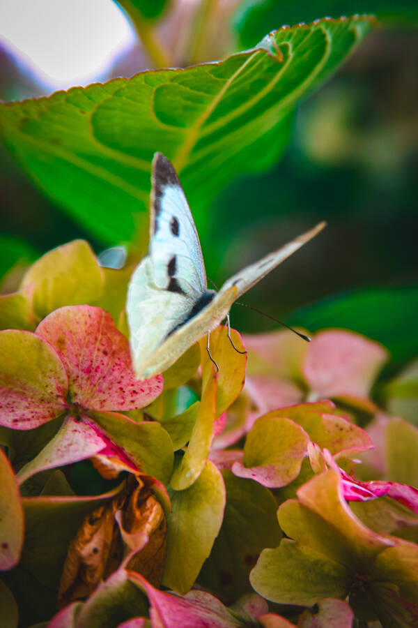 photographer Gabriel Burns wildlife  photo