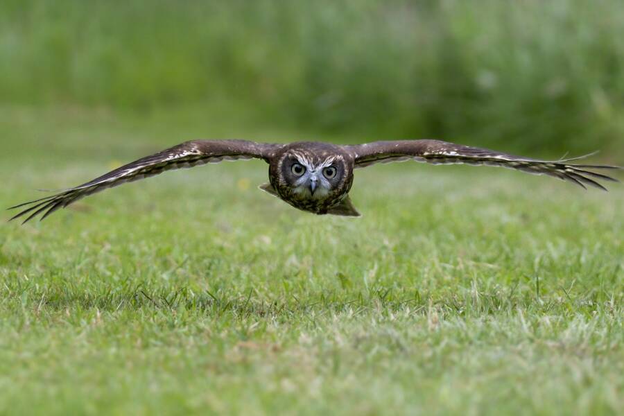 photographer The Opportunist wildlife modelling photo