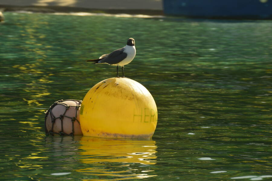 photographer ABrincat wildlife  photo taken at Caribbean