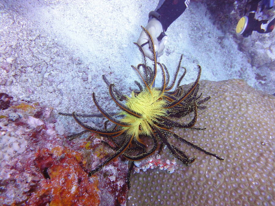 photographer ABrincat wildlife  photo taken at Mabul Island