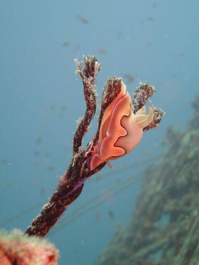 photographer ABrincat wildlife  photo