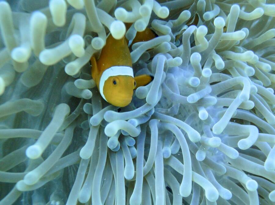 photographer ABrincat wildlife  photo taken at Thailand