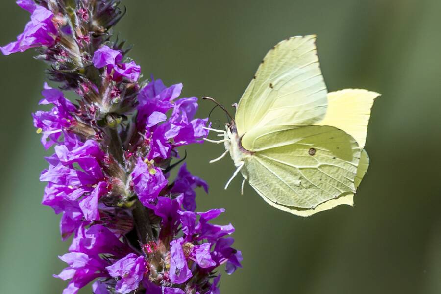 photographer The Opportunist uncategorized  photo