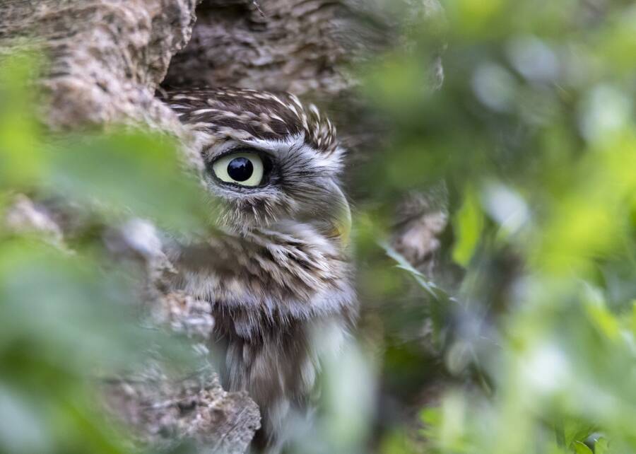 photographer The Opportunist uncategorized  photo