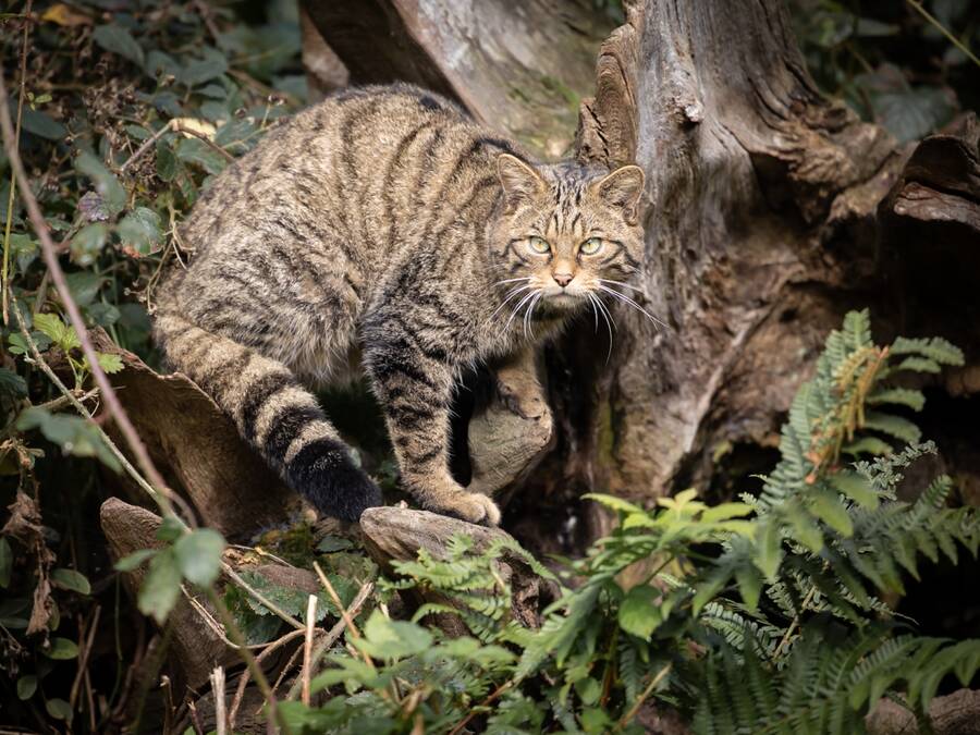 photographer Steve wildlife  photo