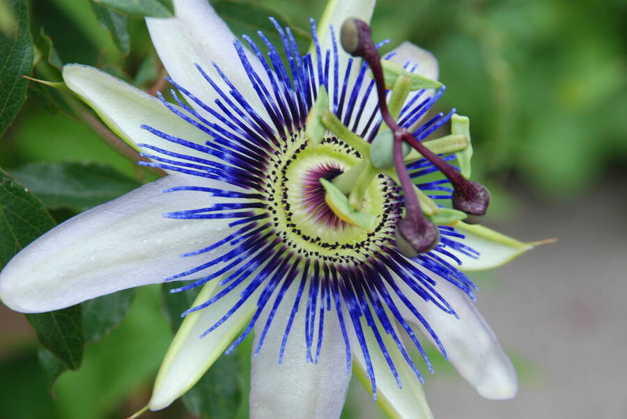 photographer Certified Maidiac uncategorized  photo