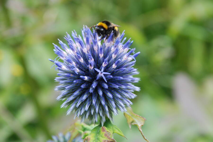 photographer Certified Maidiac uncategorized  photo