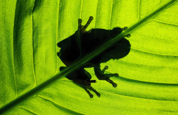 photographer GMac wildlife  photo