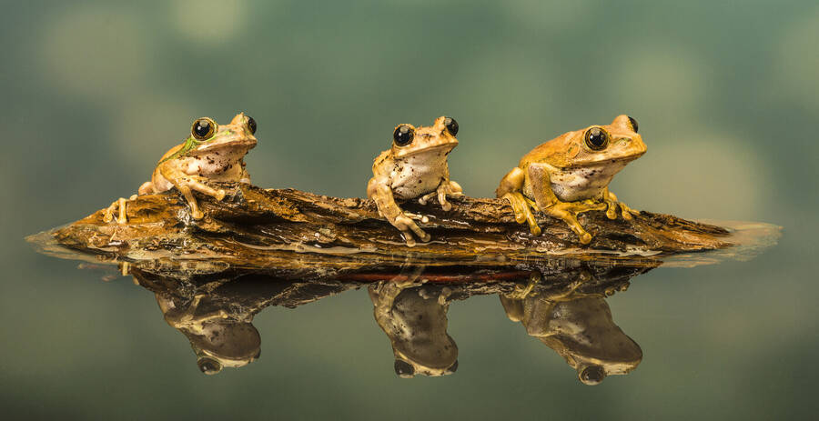 photographer GMac wildlife  photo