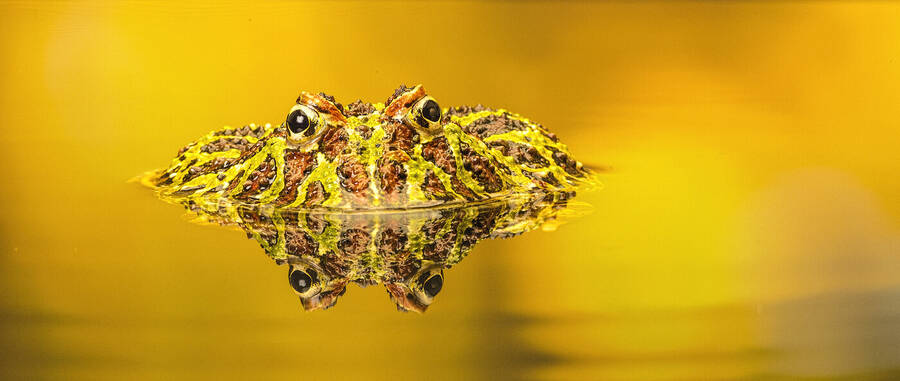 photographer GMac wildlife  photo