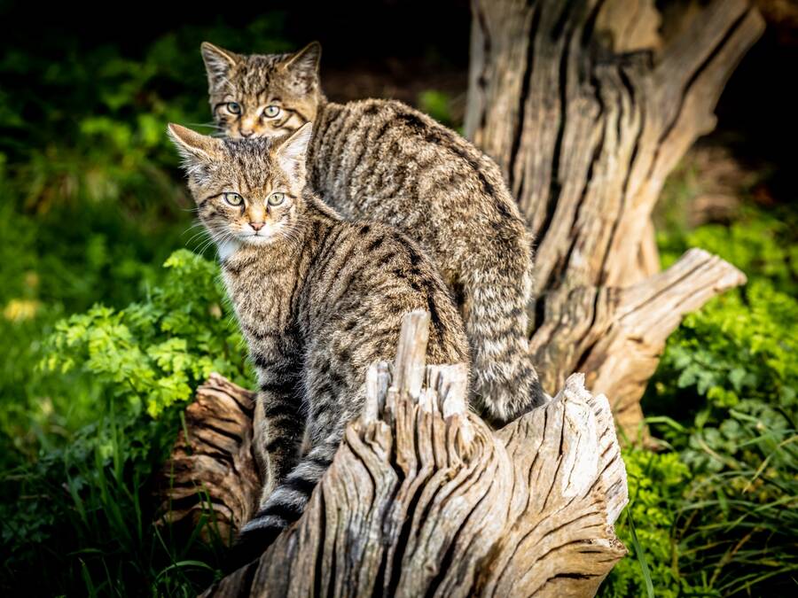 photographer Steve wildlife  photo. wildlife.
