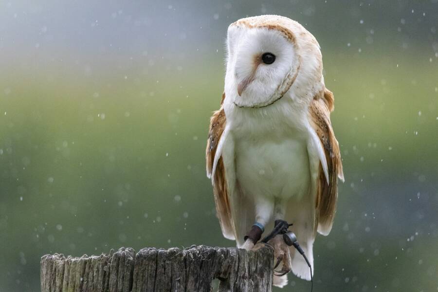 photographer The Opportunist wildlife  photo