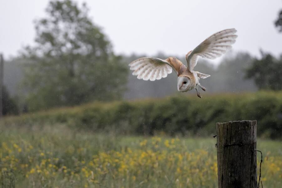 photographer The Opportunist wildlife  photo