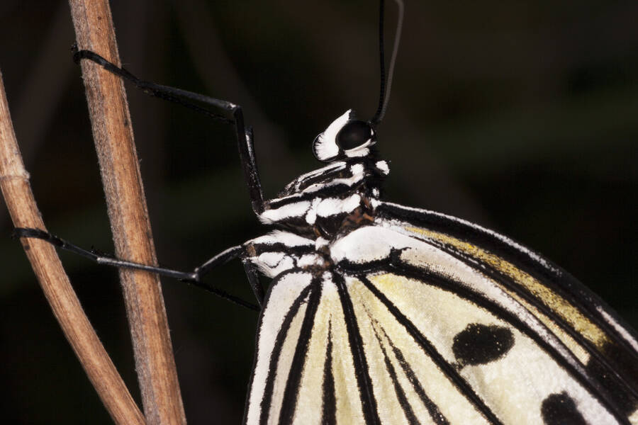 photographer Dangermouse wildlife  photo