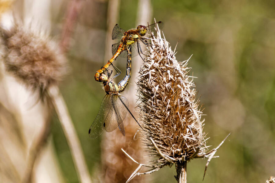 photographer dntphotographs macro  photo