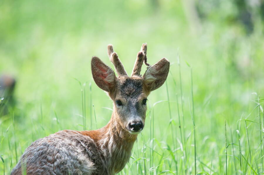 photographer Flodur61 wildlife  photo