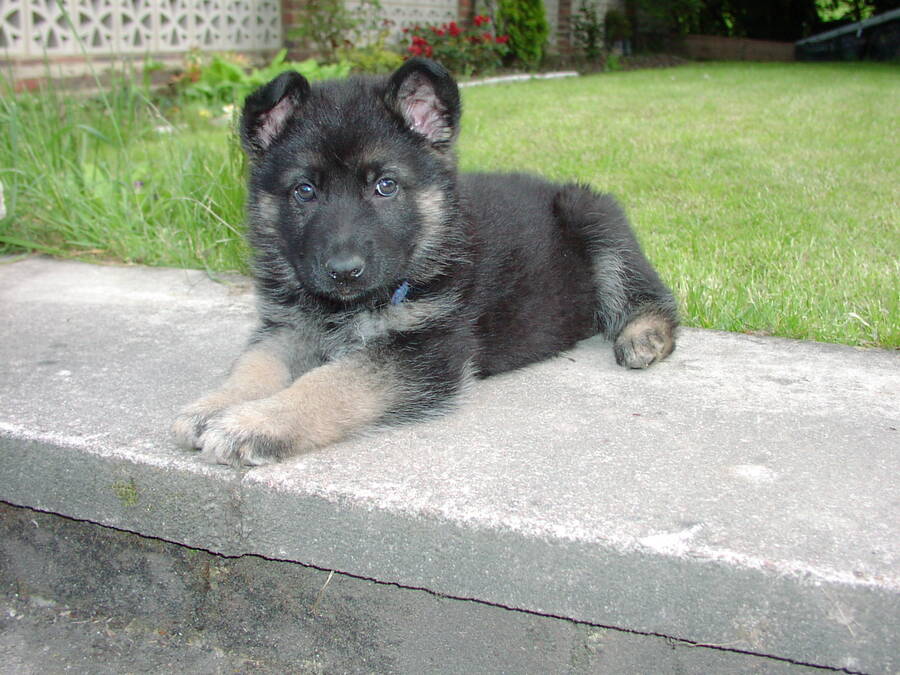 photographer Rosewood  Pix wildlife  photo