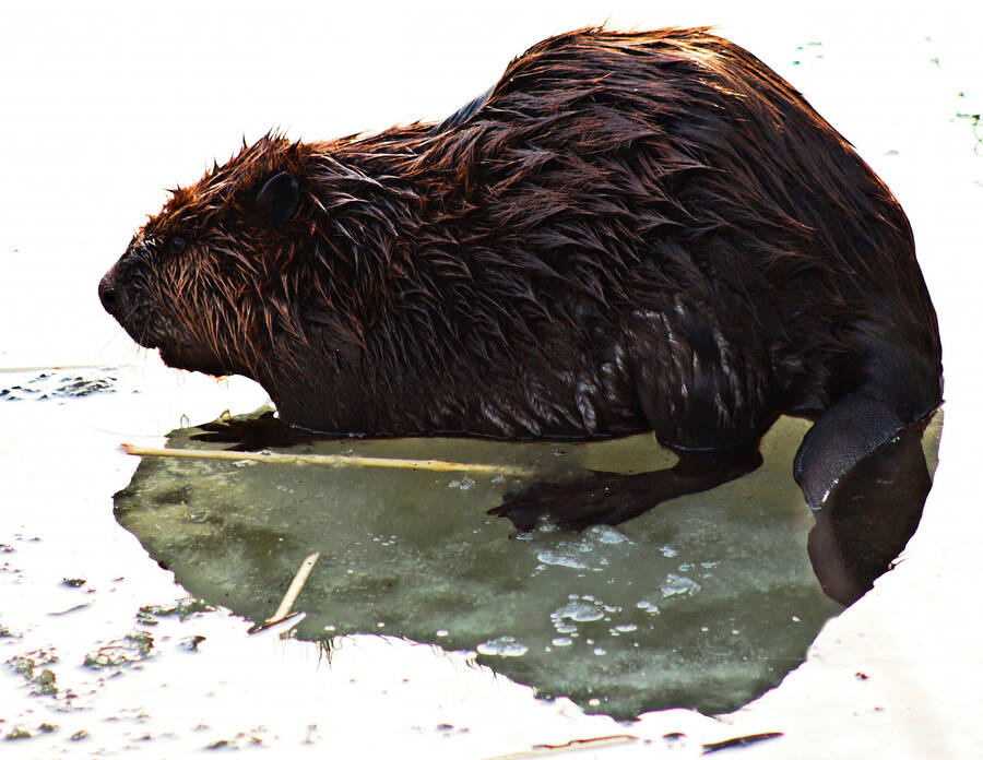 photographer Man With a Camera wildlife  photo taken at Ulster County New York