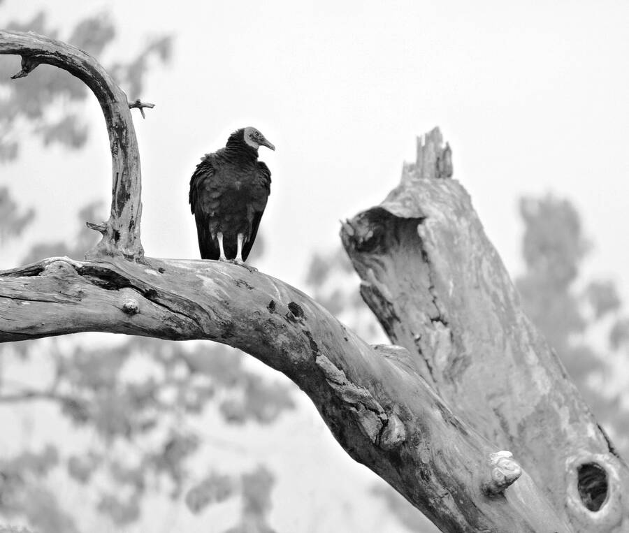 photographer Man With a Camera wildlife  photo taken at Ulster County New York