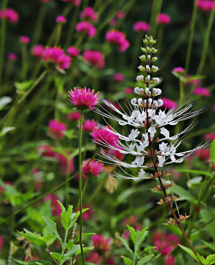 photographer Man With a Camera still life  photo taken at South Carolina