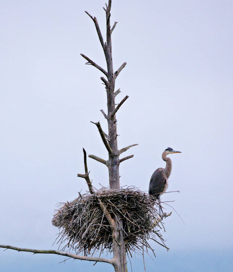 photographer Man With a Camera wildlife  photo taken at Adirondacks New York