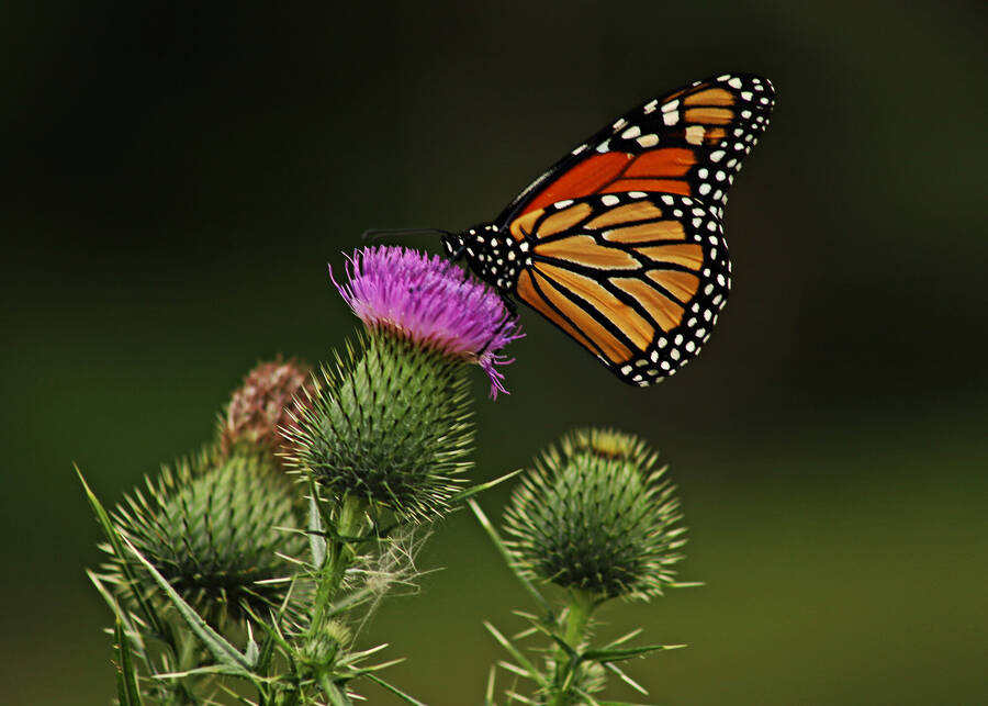 photographer Man With a Camera wildlife  photo taken at New Hampshire