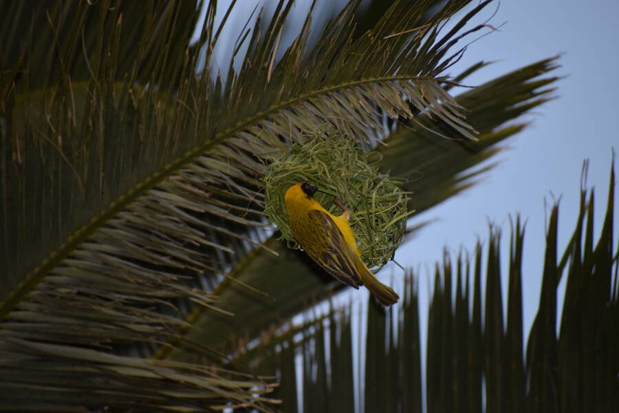 photographer Dream uncategorized  photo