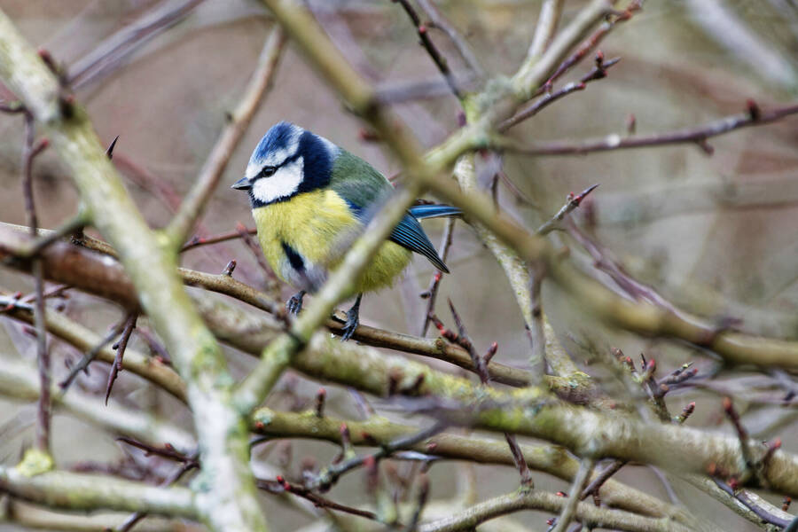 photographer dntphotographs wildlife  photo