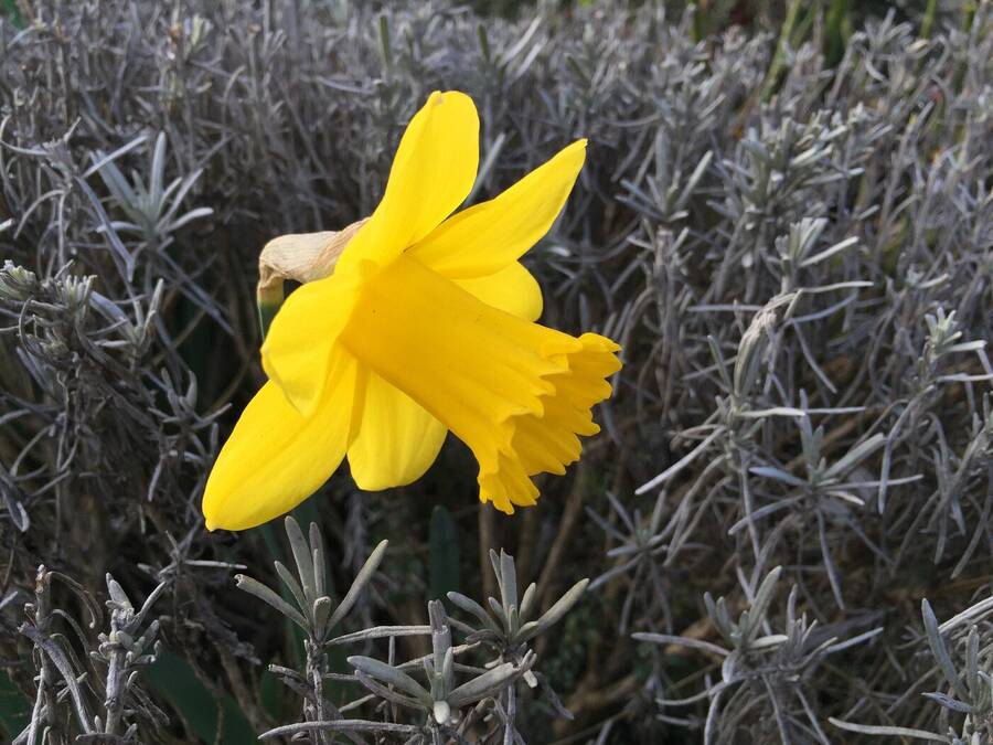 photographer Gingersnap uncategorized  photo