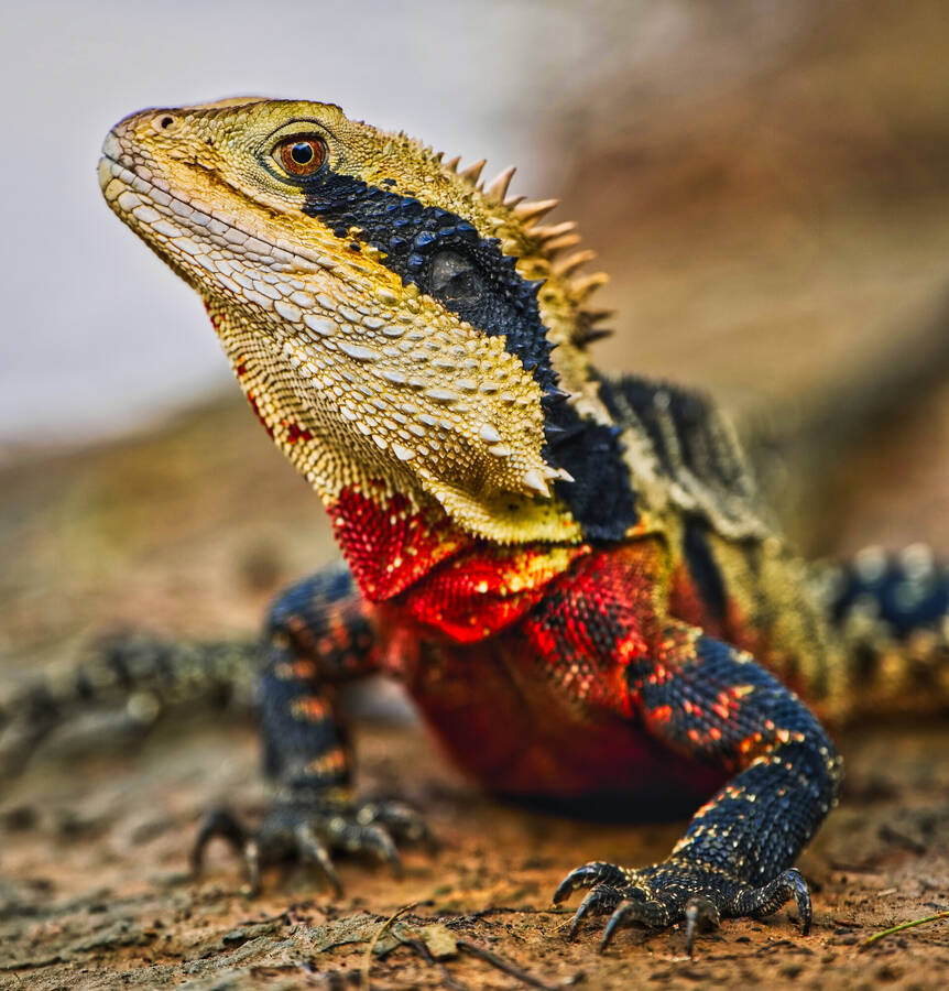 photographer BFTP wildlife  photo