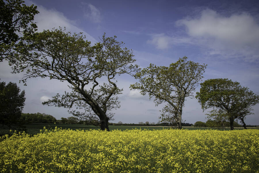 photographer RedZebra uncategorized  photo