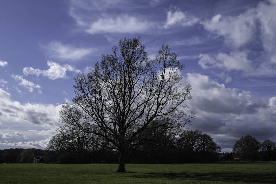 photographer RedZebra uncategorized  photo