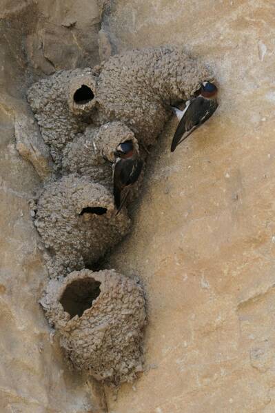 photographer Bitten by the Bug wildlife  photo. american cliff swallows build their gourdshaped nests from mud in large overlapping groups that can reach to over 2000 nests in a single location often under bridges or as here on cliff faces        modoc rock sh