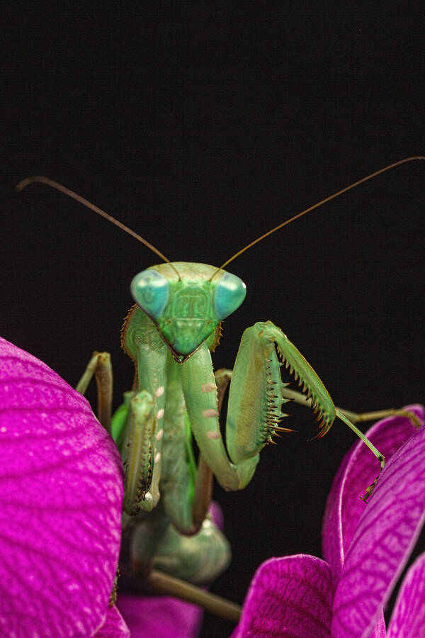 photographer GMac wildlife  photo