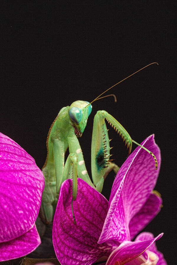 photographer GMac wildlife  photo