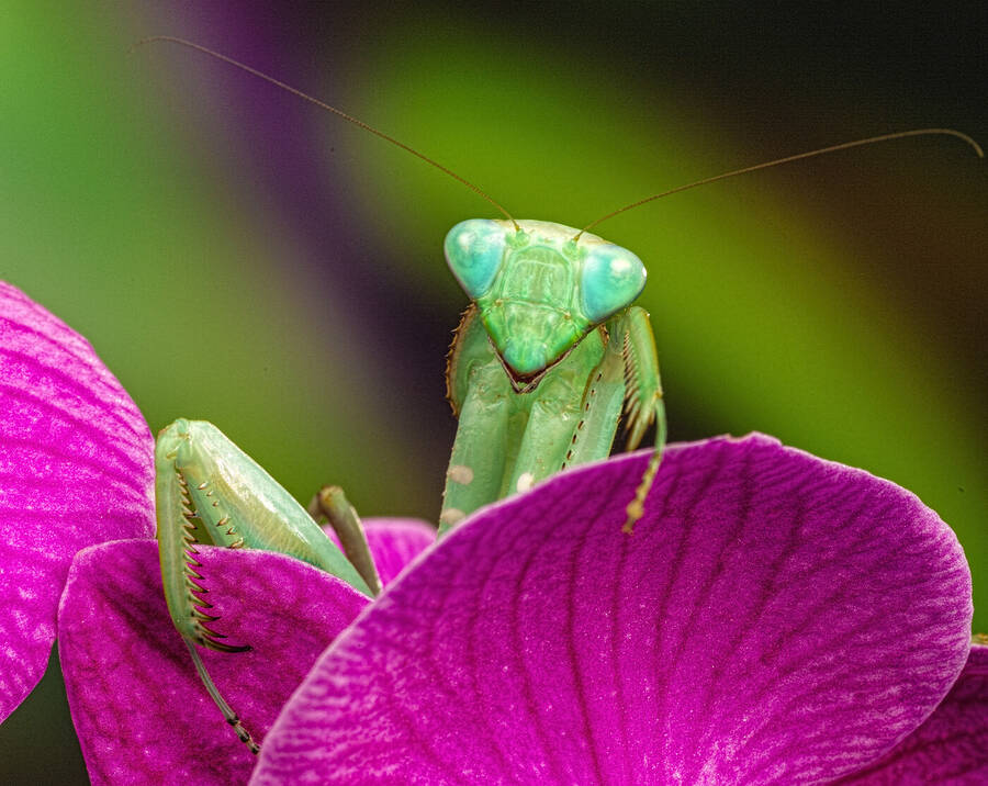 photographer GMac wildlife  photo