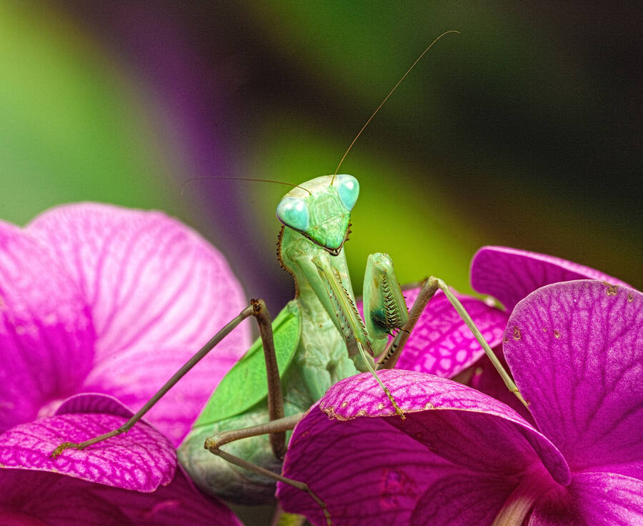 photographer GMac wildlife  photo