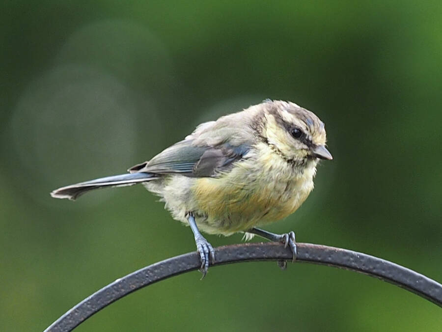 photographer Rosewood  Pix wildlife  photo