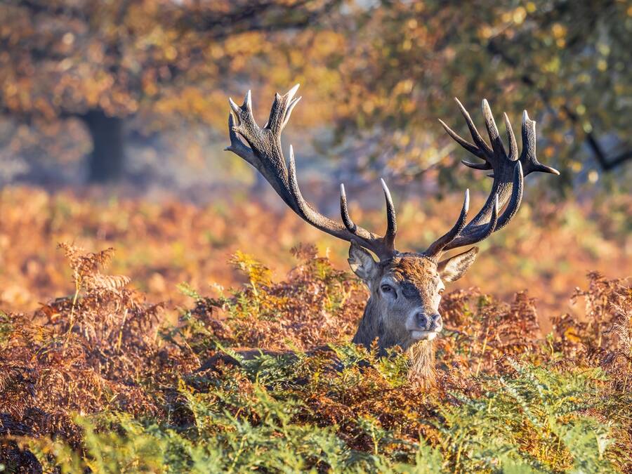 photographer Steve wildlife  photo