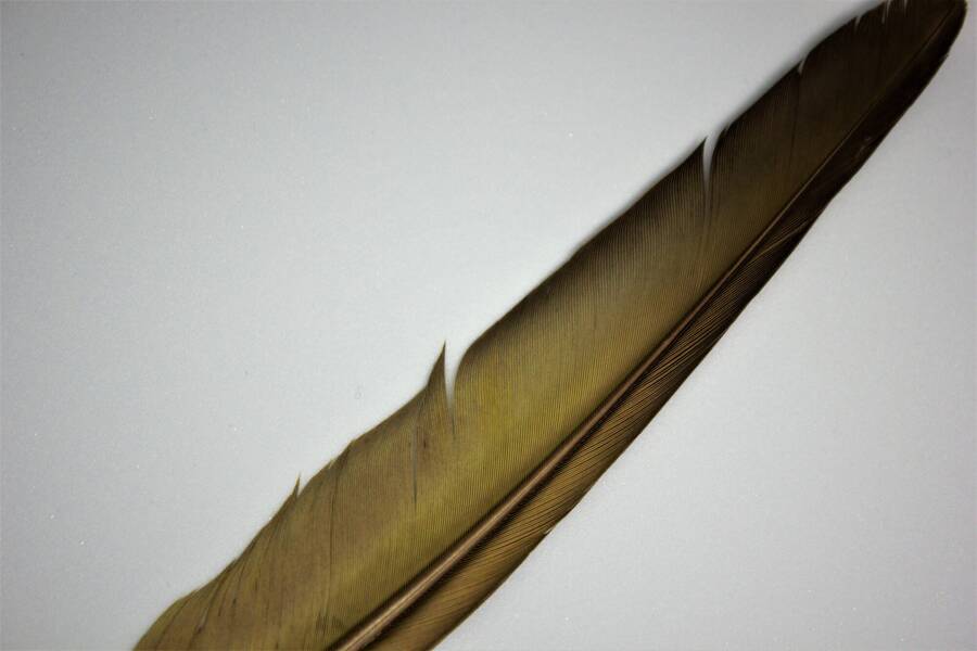 photographer Vertor macro  photo taken at Home