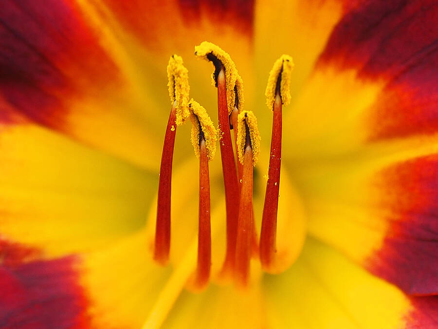 photographer Rosewood  Pix wildlife  photo