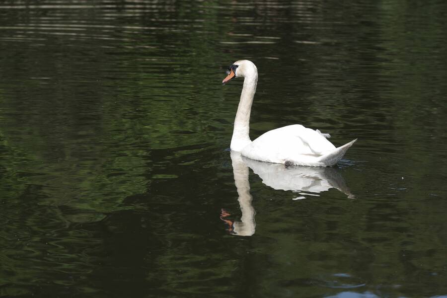 photographer Fotochawes wildlife  photo