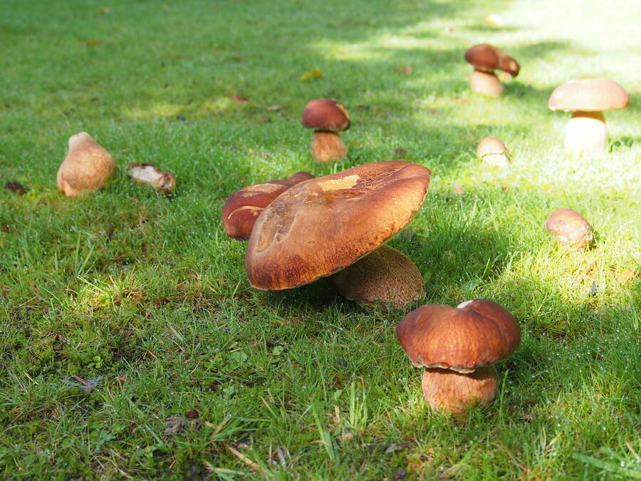 photographer Rosewood  Pix wildlife  photo