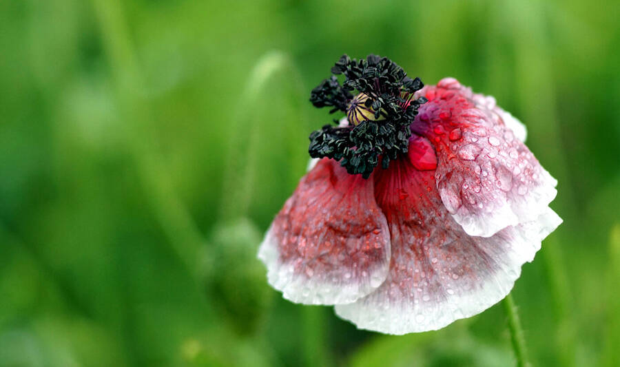 photographer johnj uncategorized  photo