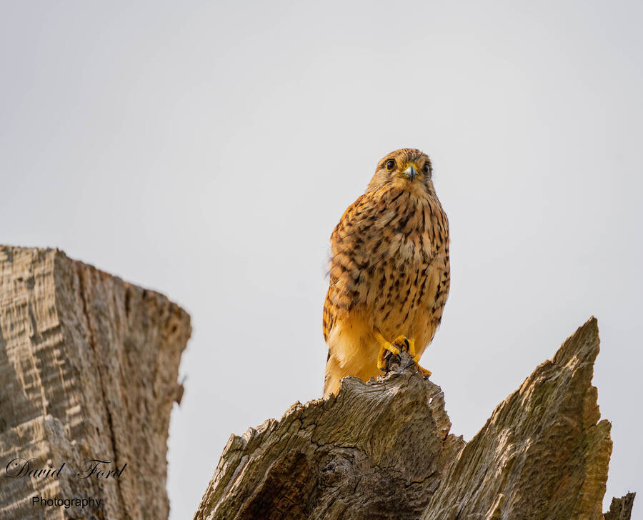 photographer Astrotog wildlife  photo