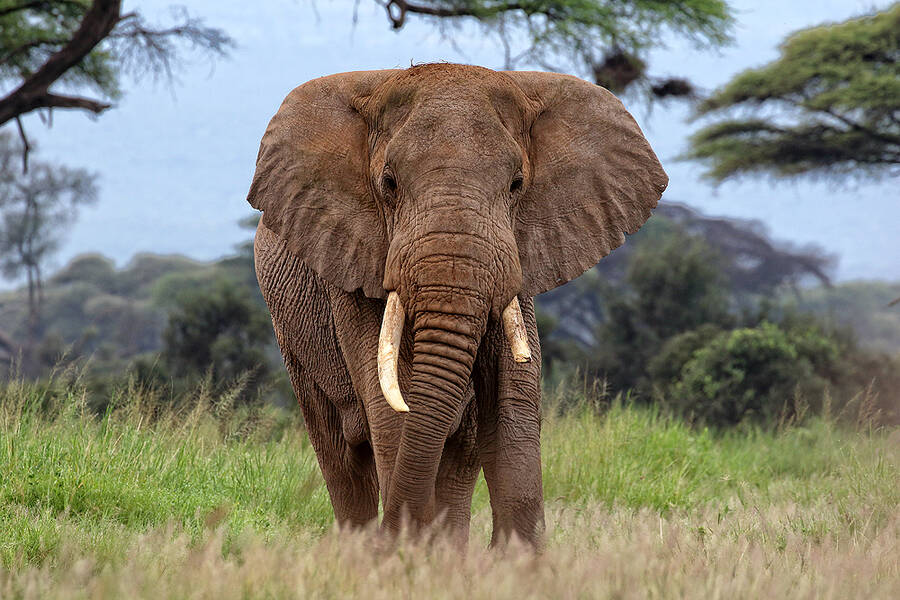 photographer KIboko wildlife  photo