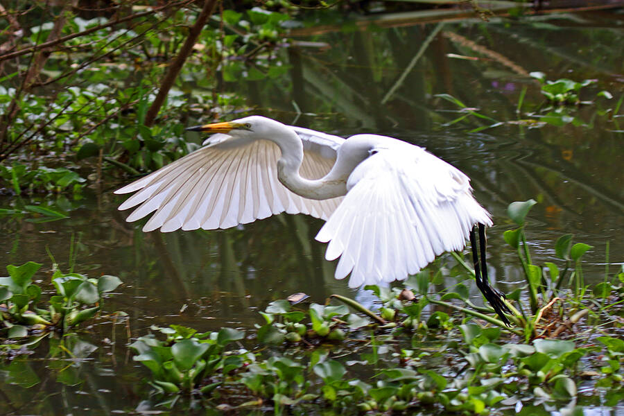 photographer KIboko wildlife  photo